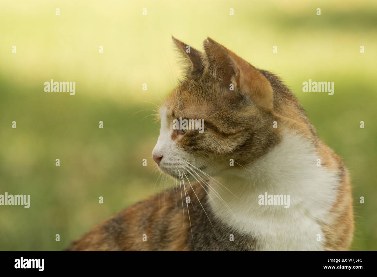 Profilo di una bella stray Gatti calico con pelo corto guardando indietro sul bokeh di fondo verde con ampio spazio di copia. Foto Stock