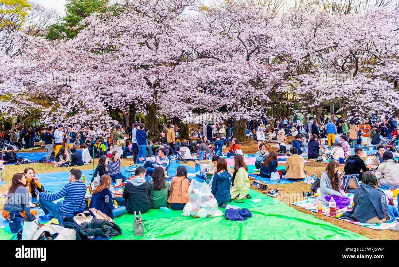 Picnic giapponese sotto la fioritura dei ciliegi a Yoyogi Park a Hanami Fest, quartiere Shibuya, quartiere Shibuya, Tokyo, Giappone Foto Stock