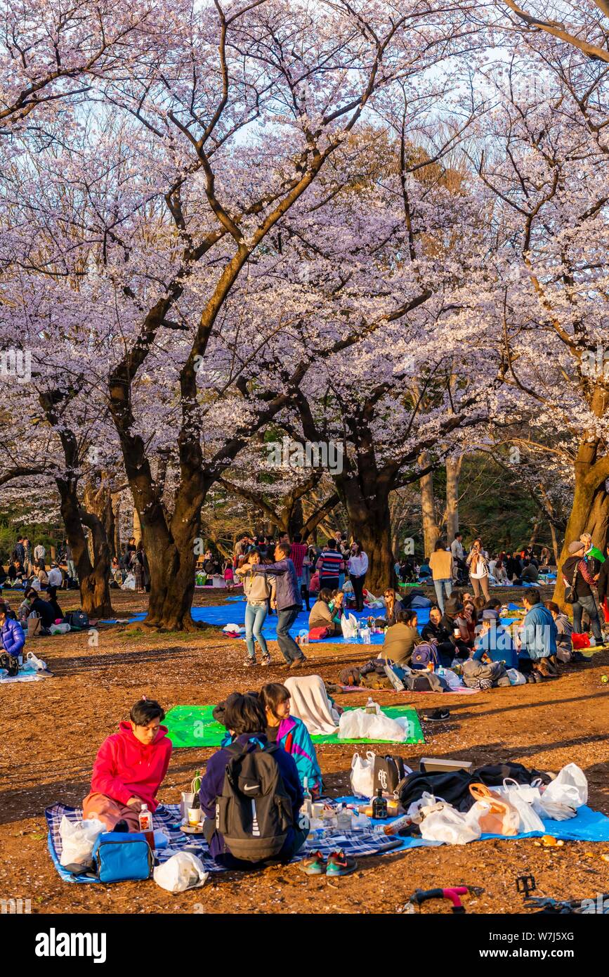 Picnic giapponese sotto la fioritura dei ciliegi a Yoyogi Park a Hanami Fest, quartiere Shibuya, quartiere Shibuya, Tokyo, Giappone Foto Stock