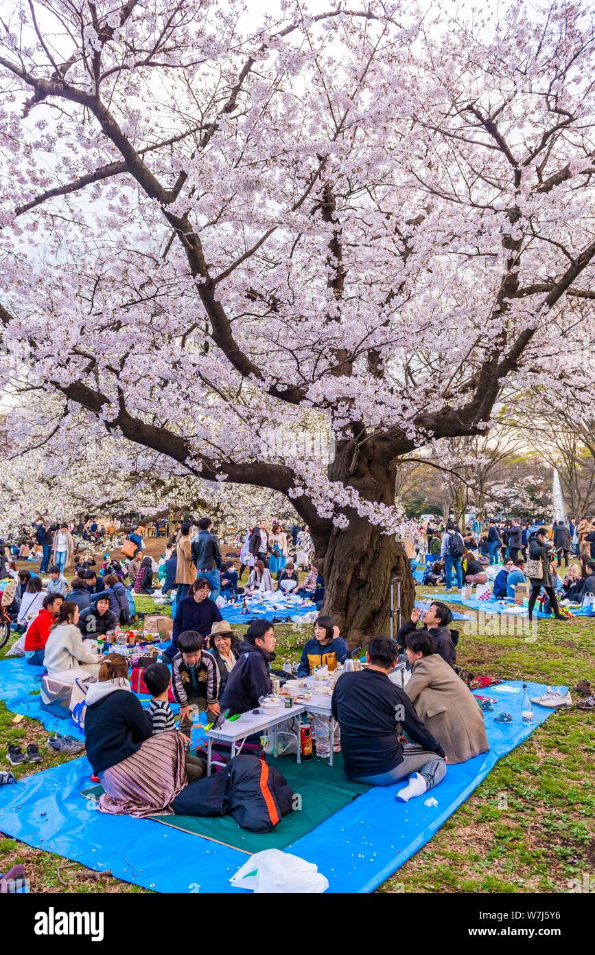 Picnic giapponese sotto la fioritura dei ciliegi a Yoyogi Park a Hanami Fest, quartiere Shibuya, quartiere Shibuya, Tokyo, Giappone Foto Stock