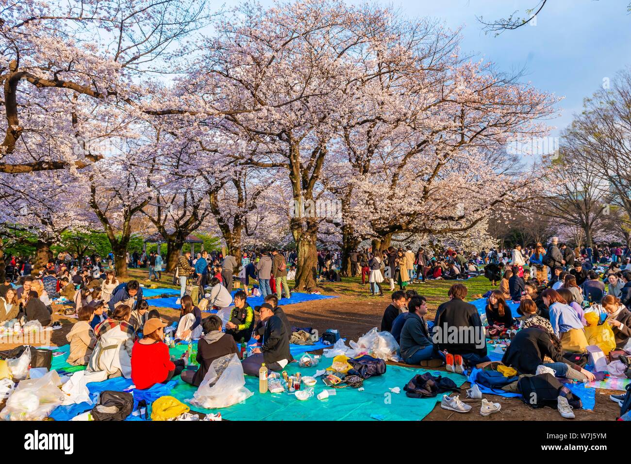 Picnic giapponese sotto la fioritura dei ciliegi a Yoyogi Park a Hanami Fest, quartiere Shibuya, quartiere Shibuya, Tokyo, Giappone Foto Stock