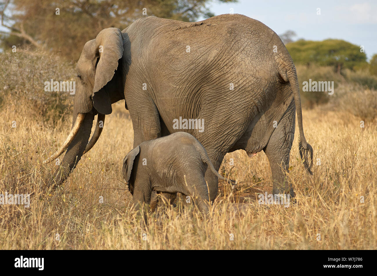 Un elefante di vitello, soggiornando vicino alla sua madre Foto Stock