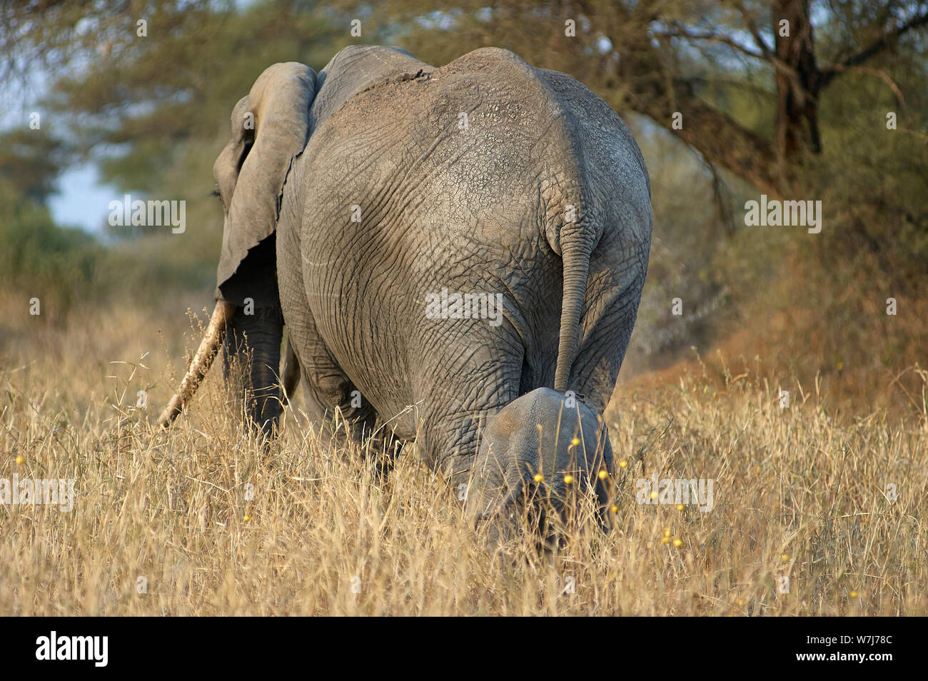 Un elefante di vitello, soggiornando vicino alla sua madre Foto Stock
