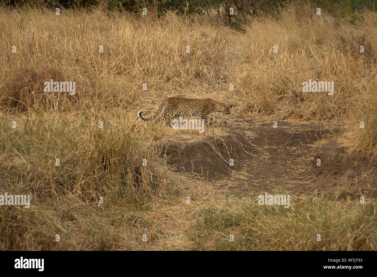Un leopard stalking ben mimetizzata in erba Foto Stock