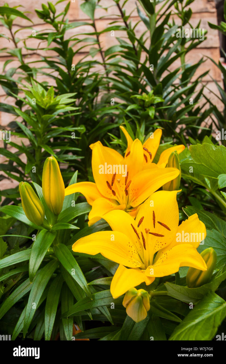 Giallo ibrido asiatico gigli Sun Ray con boccioli in set di confine contro uno sfondo di foglie verdi a 1a) sub-divisione giglio con rivolte verso l'alto fiori Foto Stock