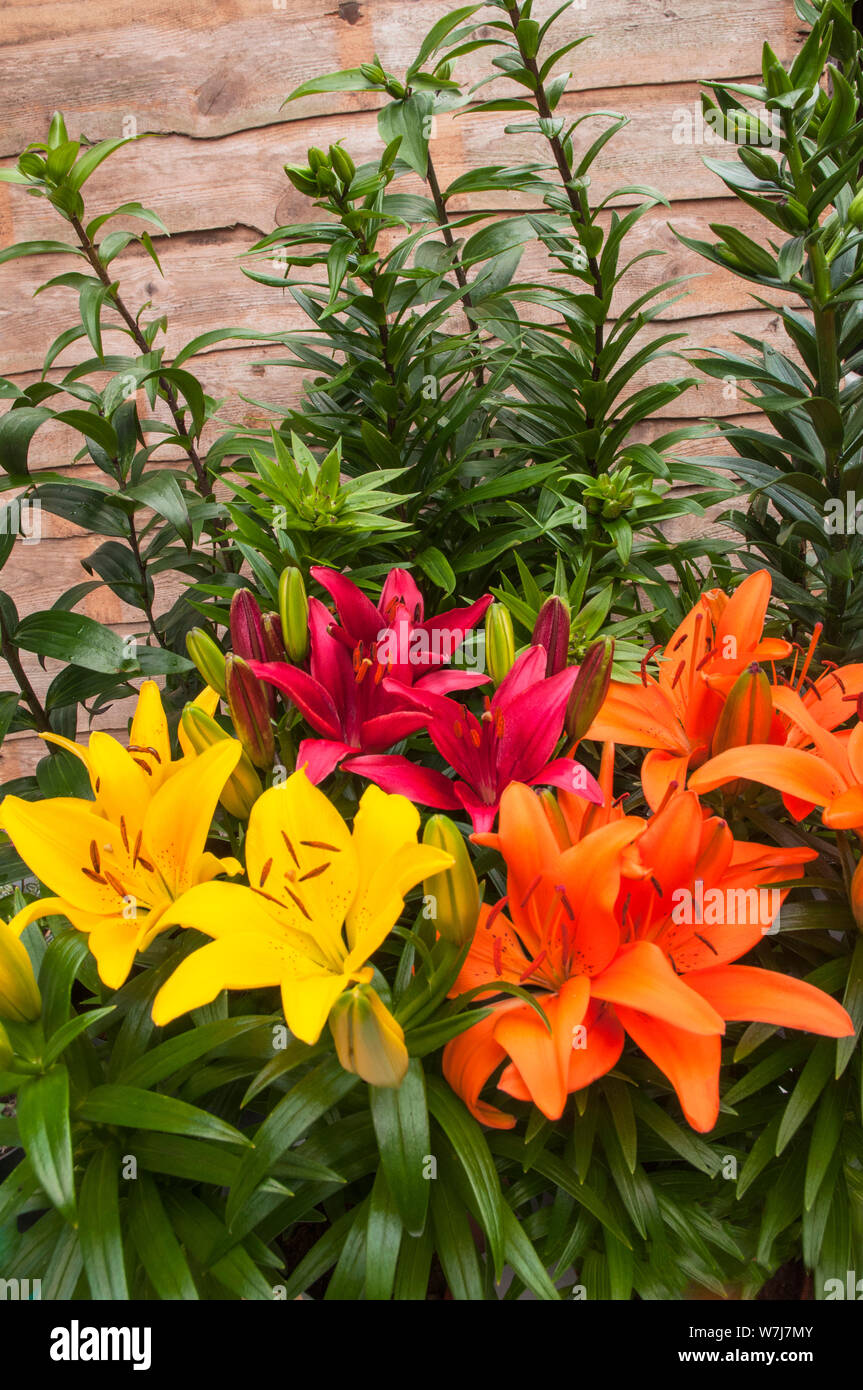Gruppo di rosso giallo e arancione gigli asiatici contro uno sfondo di foglie verdi 1a) sub-divisione lillies con rivolte verso l'alto fiori Foto Stock