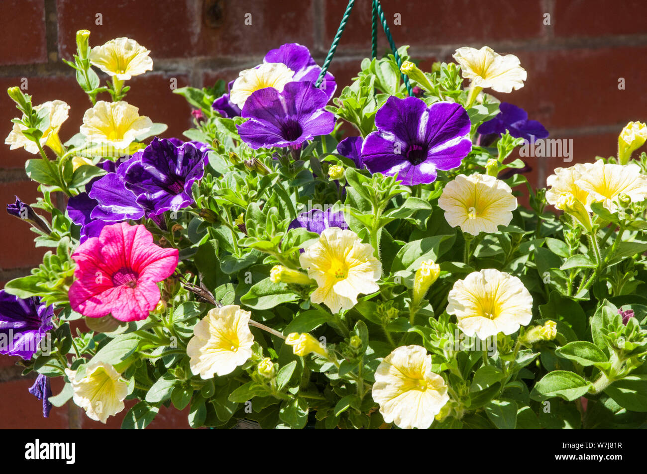 Colori misti di Petunia Surfinia nella cesta appesa rosa viola giallo Foto Stock