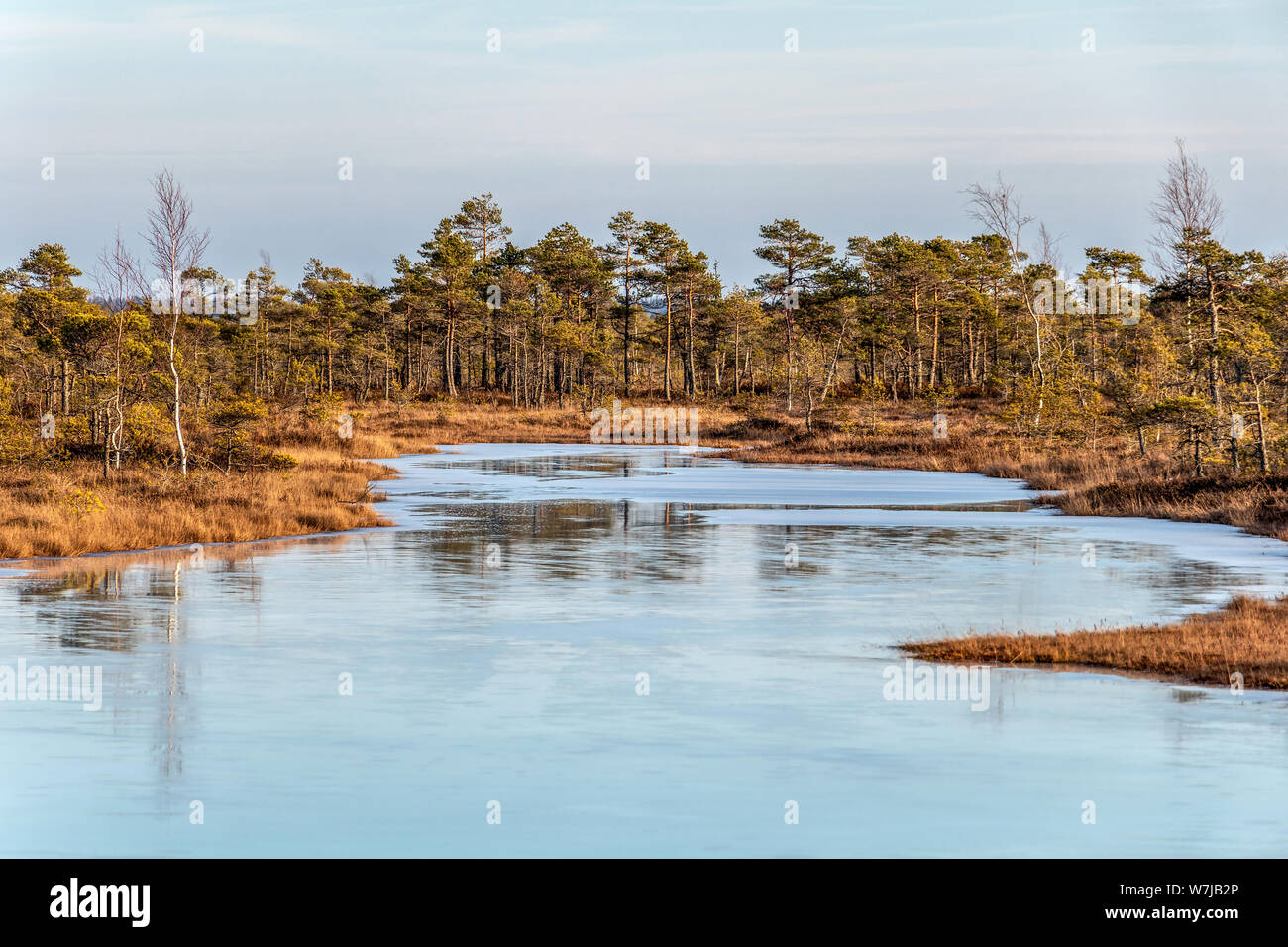 Palude con il pupazzo di neve terra, ghiaccio sulla torbiera del Lago e scarsa vegetazione palustre - temperature di congelamento in moro e autunno flora colorata al tramonto Foto Stock