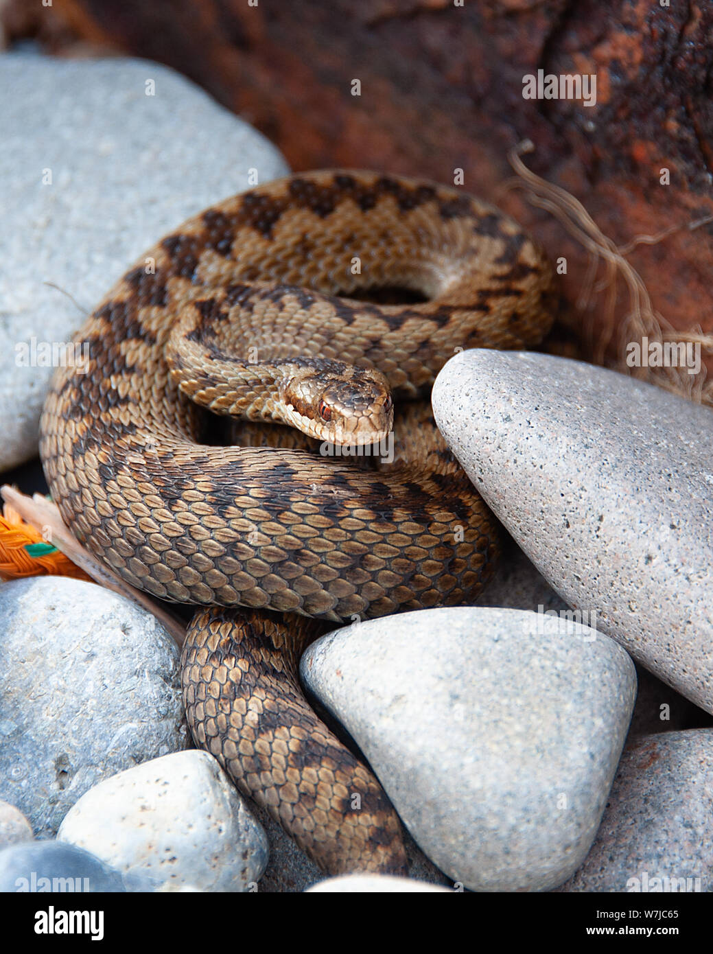 Il sommatore snake, costa del nord del Galles, UK (Vipera berus) Foto Stock