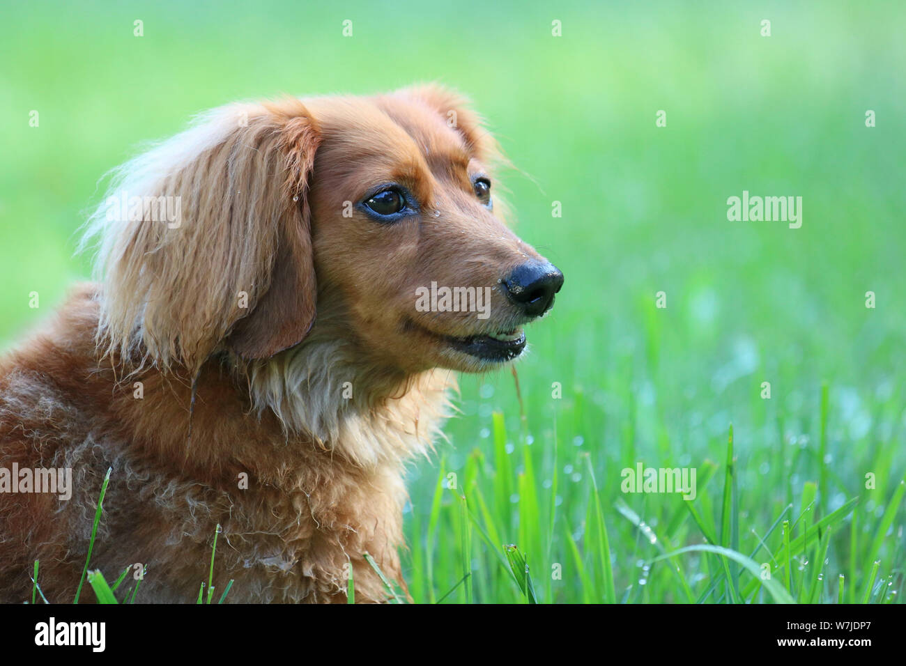 Una chiusura di un testa di dachshunds in erba nelle prime ore del mattino Foto Stock