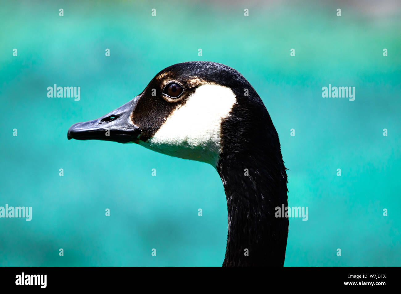 Closeup Ritratto di Canada Goose con acqua in presenza di intensa luce solare Foto Stock