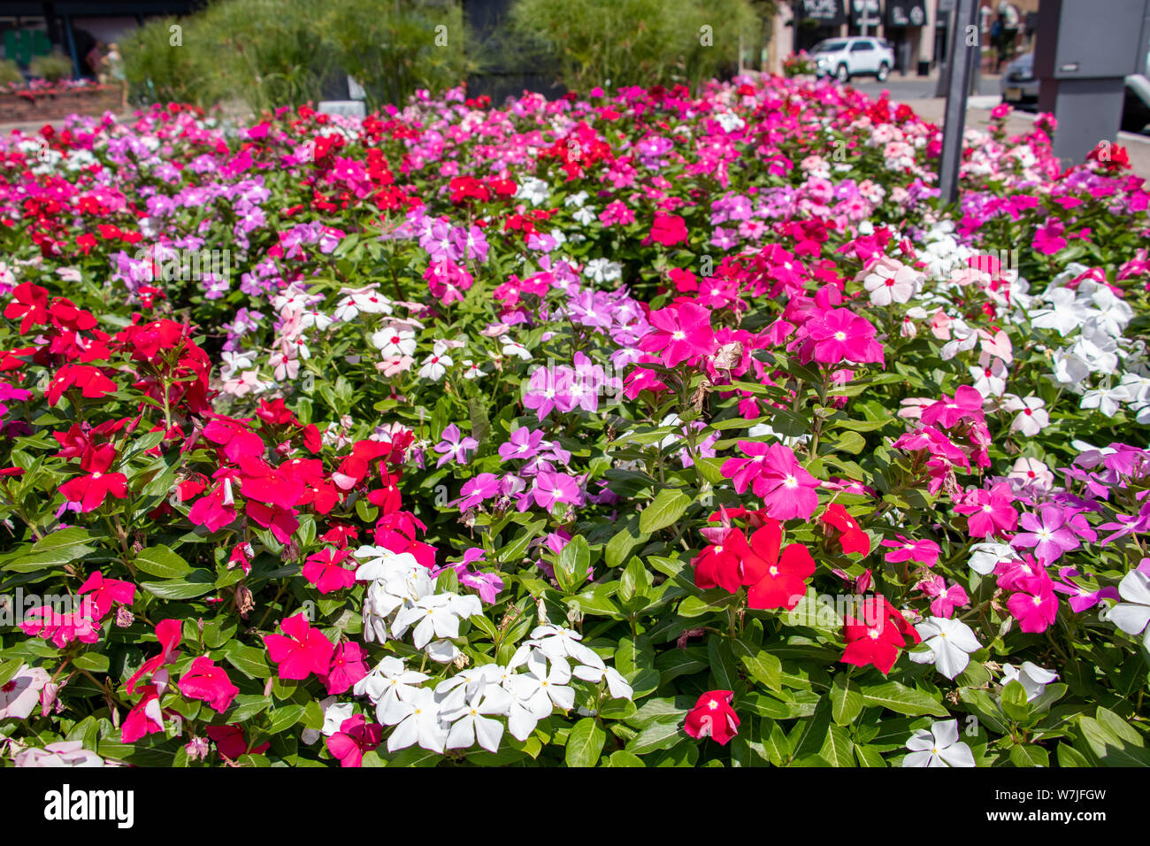 Bellissimi fiori vibranti Foto Stock