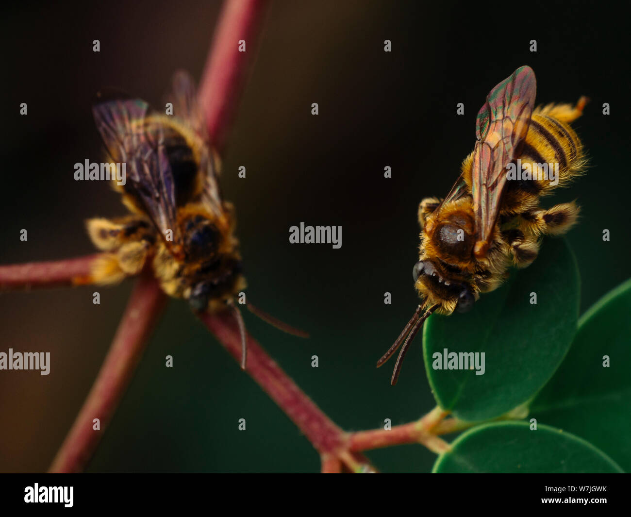 Top angl vista di piccole api selvatiche (Exomalopsis) dormire con mandibole attaccato ad un impianto di moringa in un giardino tropicale dal Brasile Foto Stock