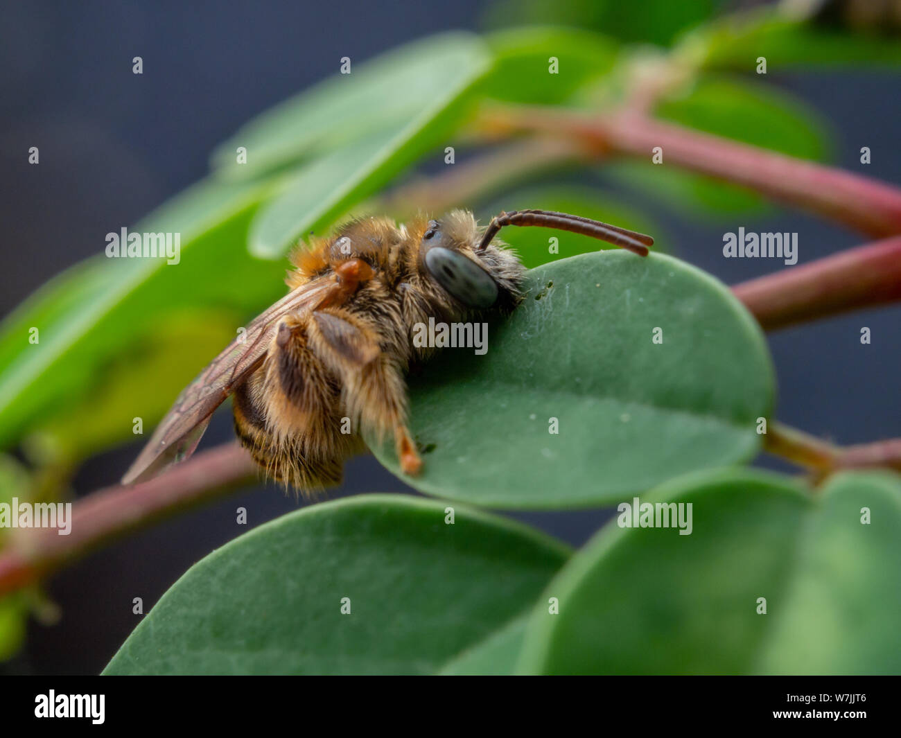 Fuzzy e selvatica piccola ape (Exomalopsis) dormire con mandibole attaccato ad un impianto in un giardino tropicale dal Brasile Foto Stock
