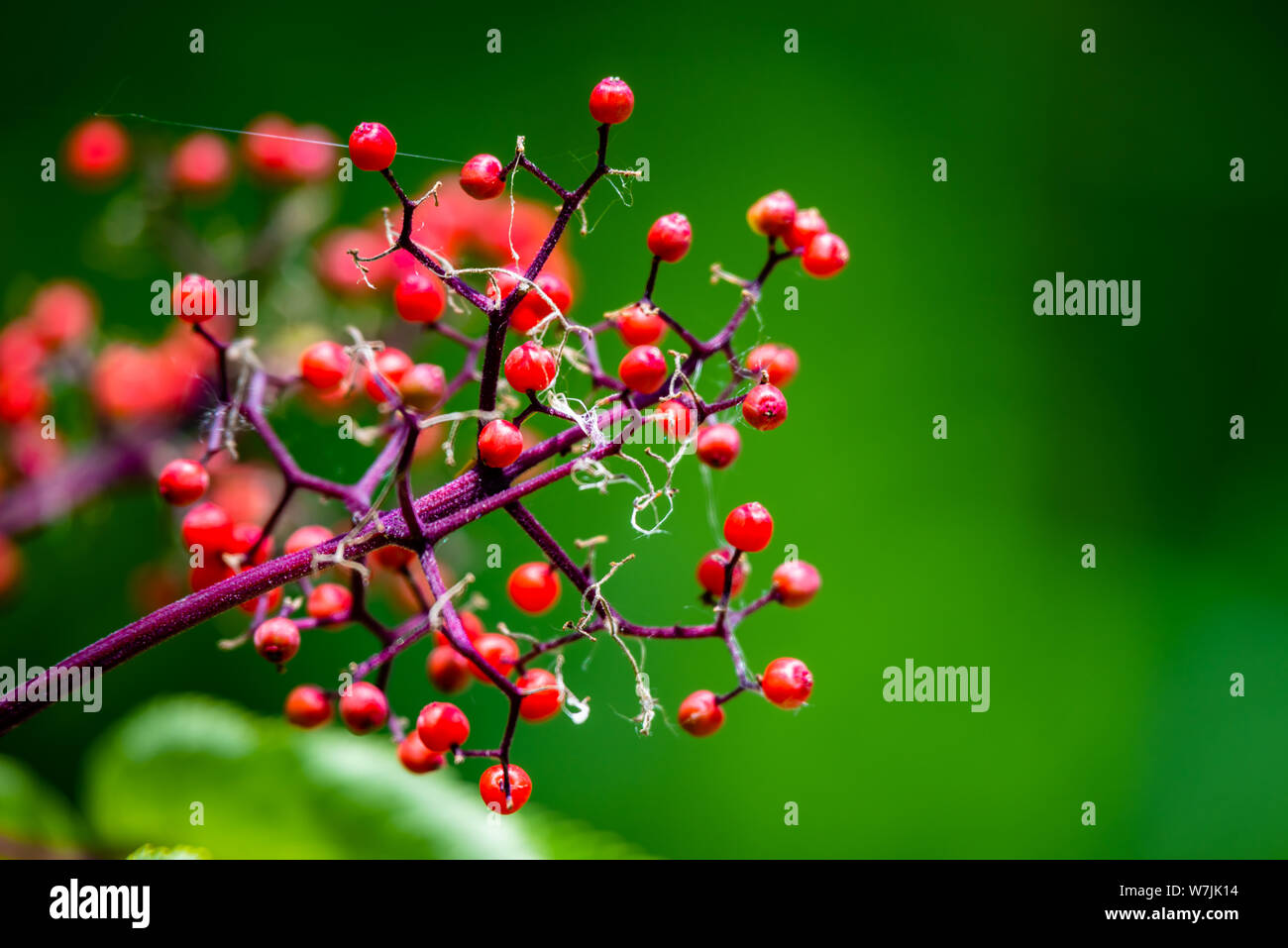 Bacche rosse sul ramo sullo sfondo verde Foto Stock