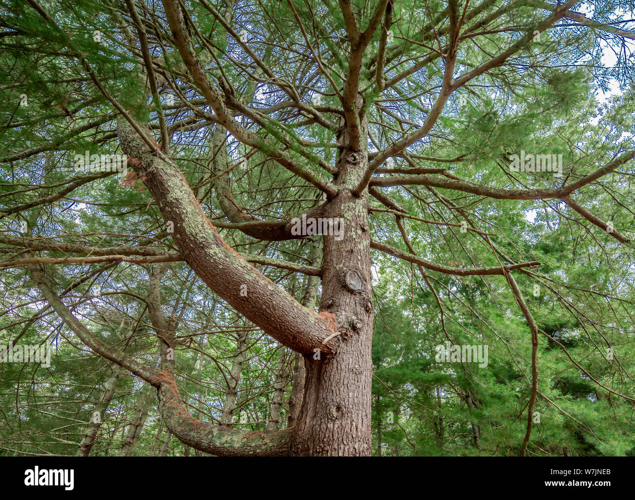 Cercare in un grande albero di pino Foto Stock