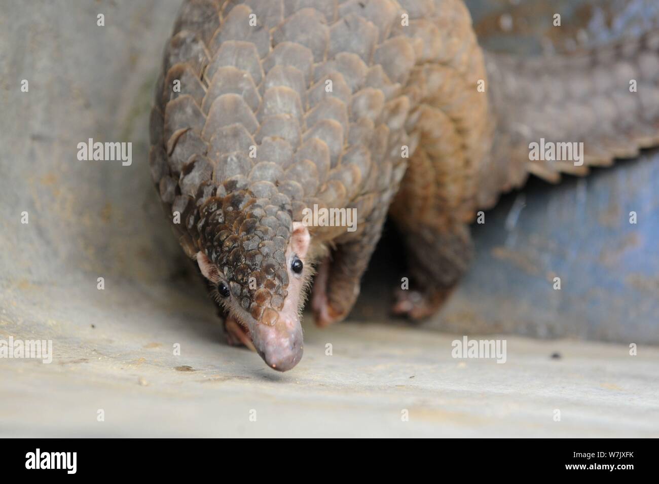 Un pangolin per essere nuovamente rilasciata nel selvaggio nel sud della Cina è raffigurato dopo essere stato salvato nella città di Qingdao, Cina orientale della provincia di Shandong, 14 set Foto Stock