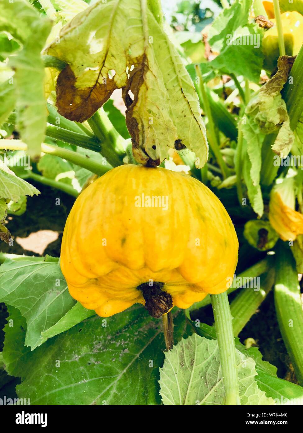 Estate organico giallo zucca vegetale raccolto crescente dalla fattoria alla tavola concept Foto Stock