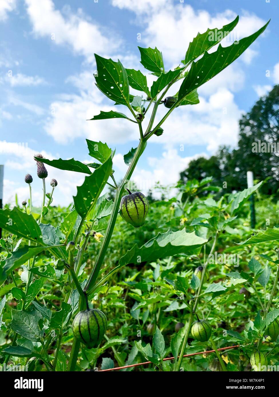 Tomatillos messicano pomodori verdi con shell coltivazione degli ortaggi Foto Stock