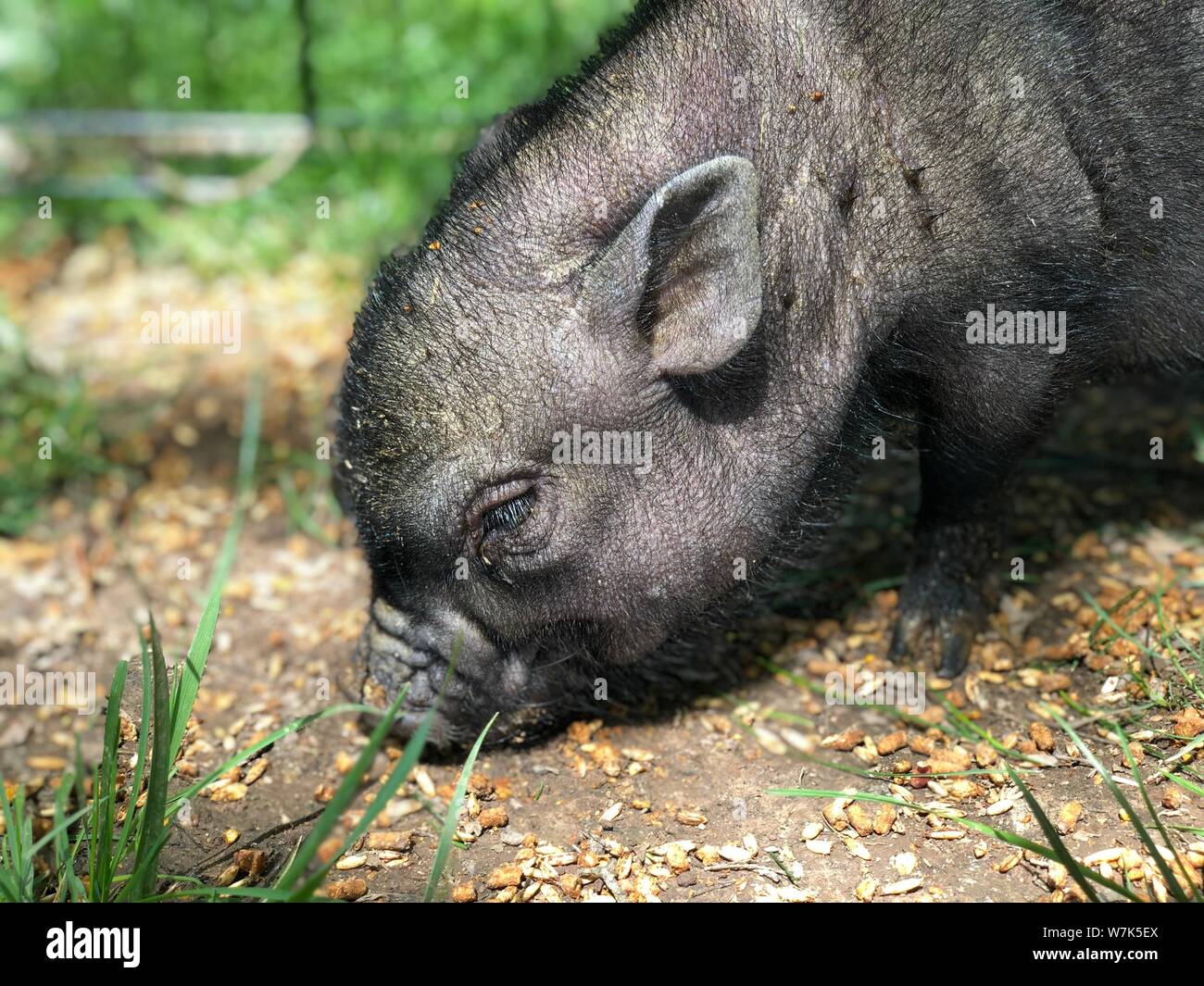 Pig del bambino che mangia fuori piccolo ritratto dell'animale Foto Stock