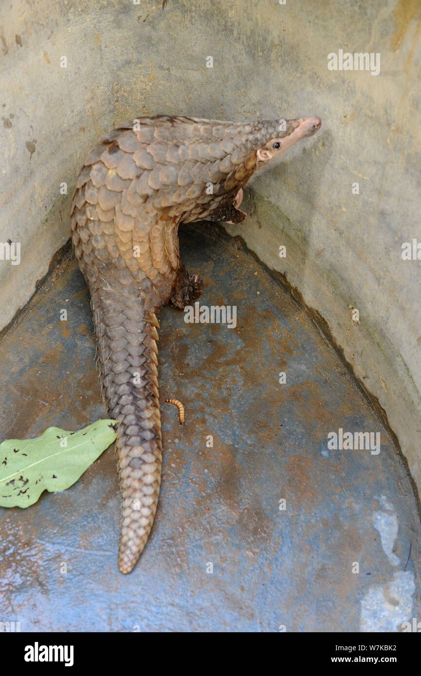 Un pangolin per essere nuovamente rilasciata nel selvaggio nel sud della Cina è raffigurato dopo essere stato salvato nella città di Qingdao, Cina orientale della provincia di Shandong, 14 set Foto Stock