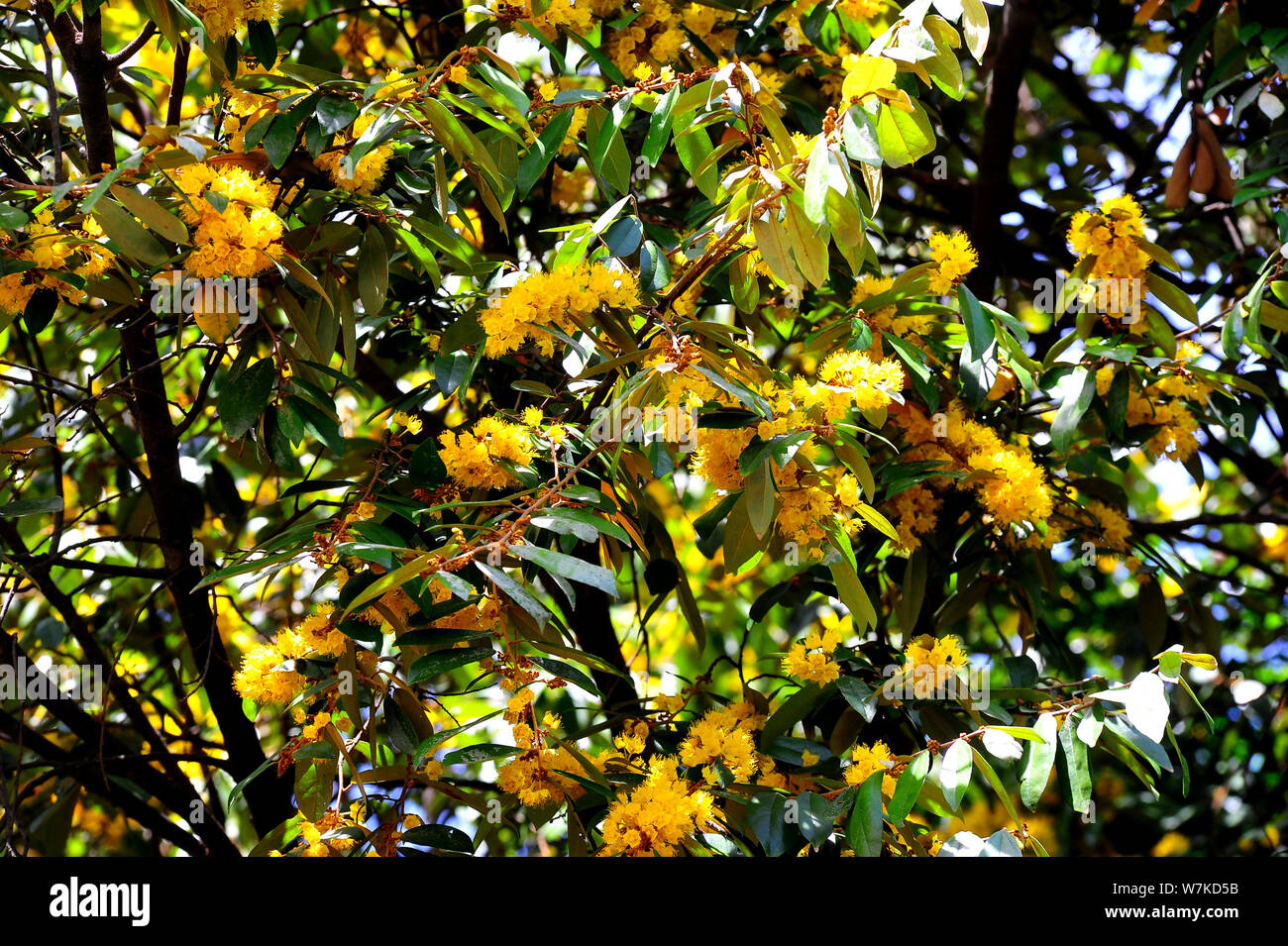 Stella gialla fiori o Schoutenia glomerata re subsp.peregrina (Craib Roekm). Foto Stock