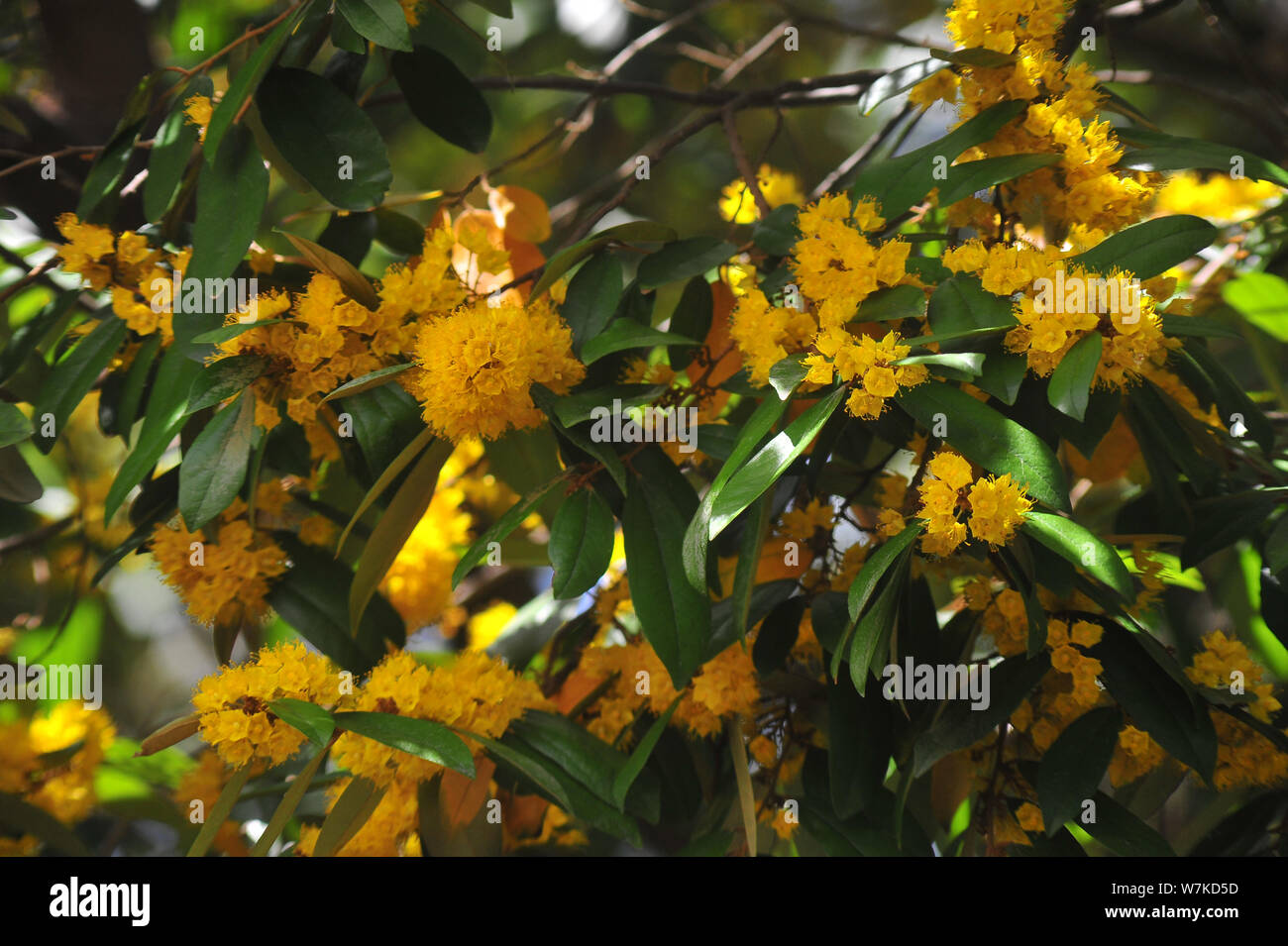 Stella gialla fiori o Schoutenia glomerata re subsp.peregrina (Craib Roekm). Foto Stock