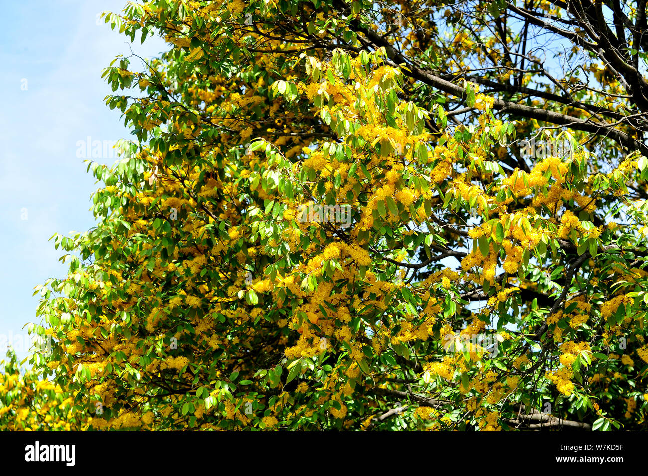 Stella gialla fiori o Schoutenia glomerata re subsp.peregrina (Craib Roekm). Foto Stock
