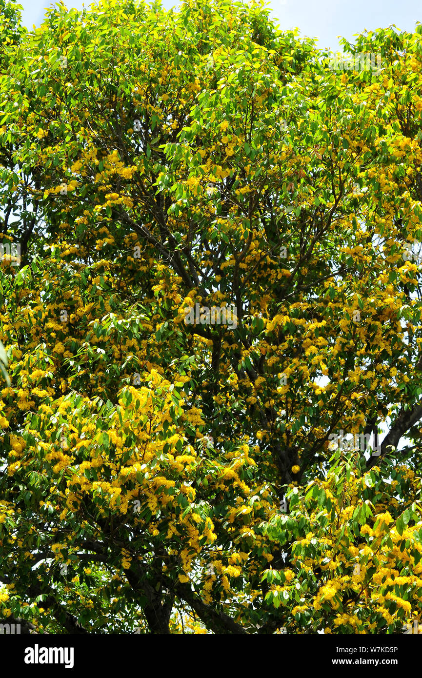 Stella gialla fiori o Schoutenia glomerata re subsp.peregrina (Craib Roekm). Foto Stock