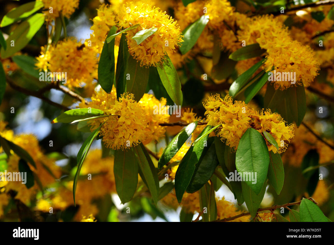 Stella gialla fiori o Schoutenia glomerata re subsp.peregrina (Craib Roekm). Foto Stock
