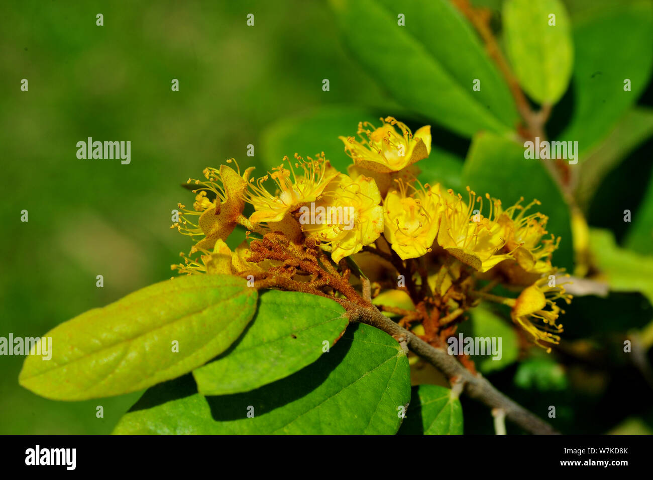 Stella gialla fiori o Schoutenia glomerata re subsp.peregrina (Craib Roekm). Foto Stock