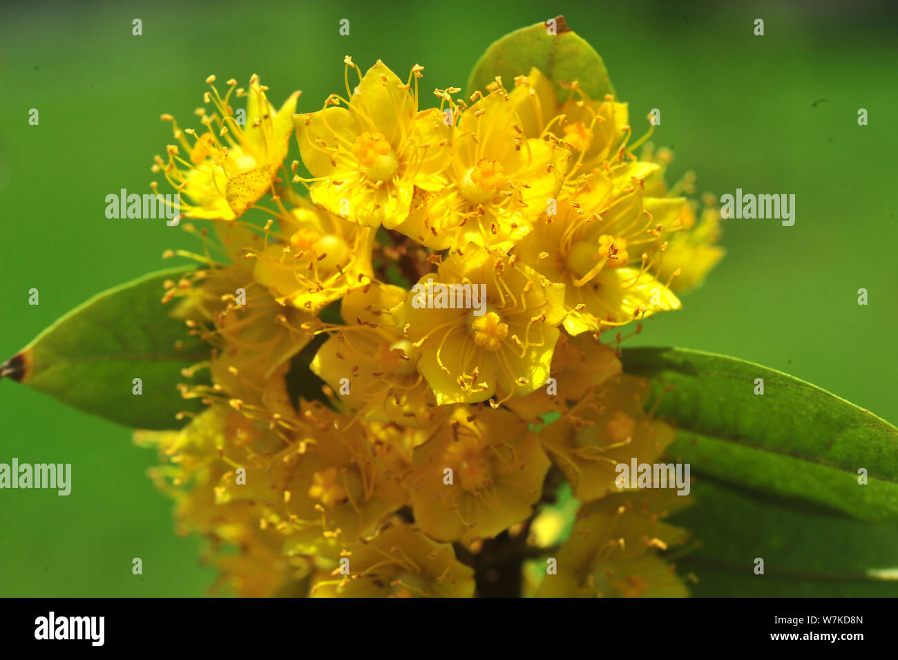 Stella gialla fiori o Schoutenia glomerata re subsp.peregrina (Craib) Roekm Foto Stock