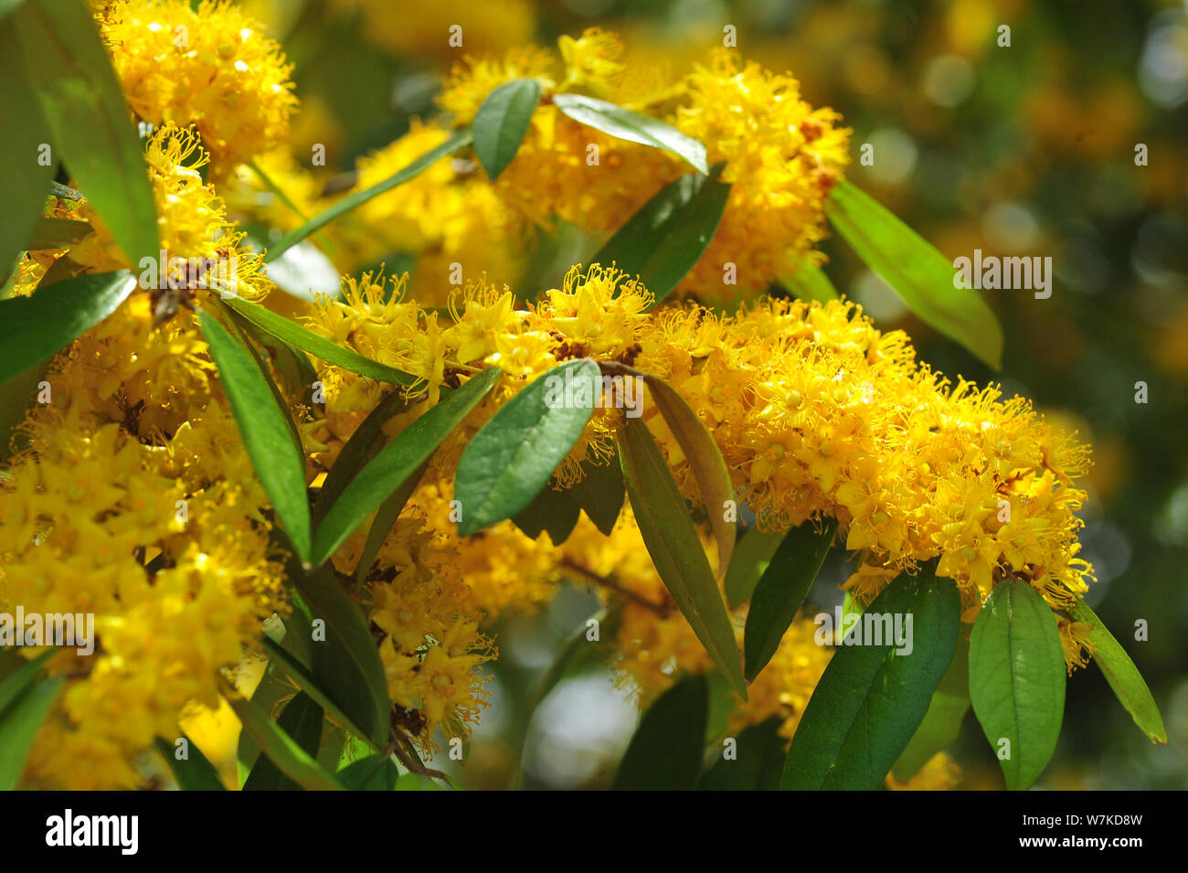 Stella gialla fiori o Schoutenia glomerata re subsp.peregrina (Craib Roekm). Foto Stock