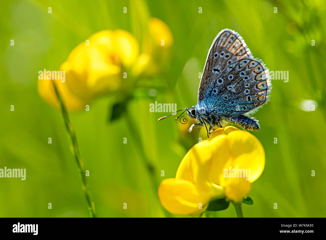 Farfalle blu comune si appollaia su Bird's-piede trefoils Foto Stock