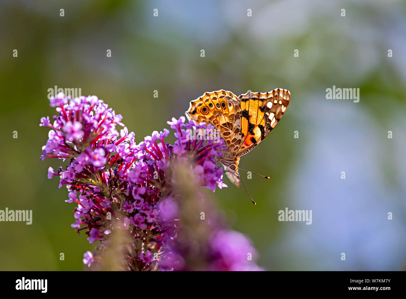 Signora dipinta sul lilla a farfalla Foto Stock
