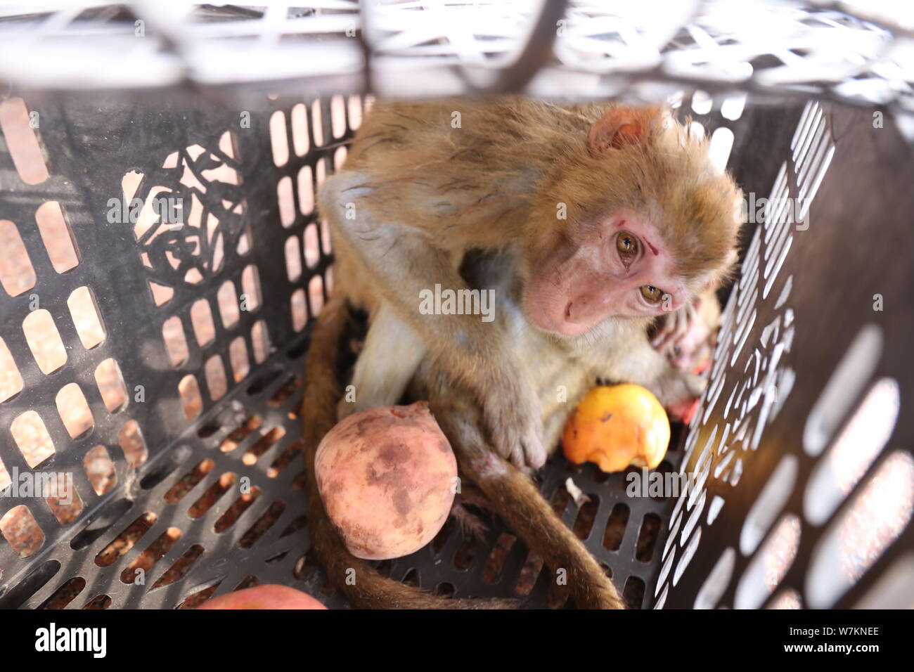 Due macachi di contrabbando sono ritratte dopo essere stato salvato da coste cinesi guardie nella città di Fangchenggang, sud della Cina di Guangxi Zhuang Regione autonoma, Foto Stock