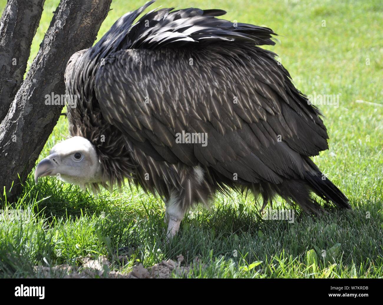 Cina il primo avvoltoio himalayano allevati in cattività si è visto all'Altopiano Qinghai-Tibet Zoo in Xining città, a nord-ovest della Cina di Provincia di Qinghai, 10 Augu Foto Stock