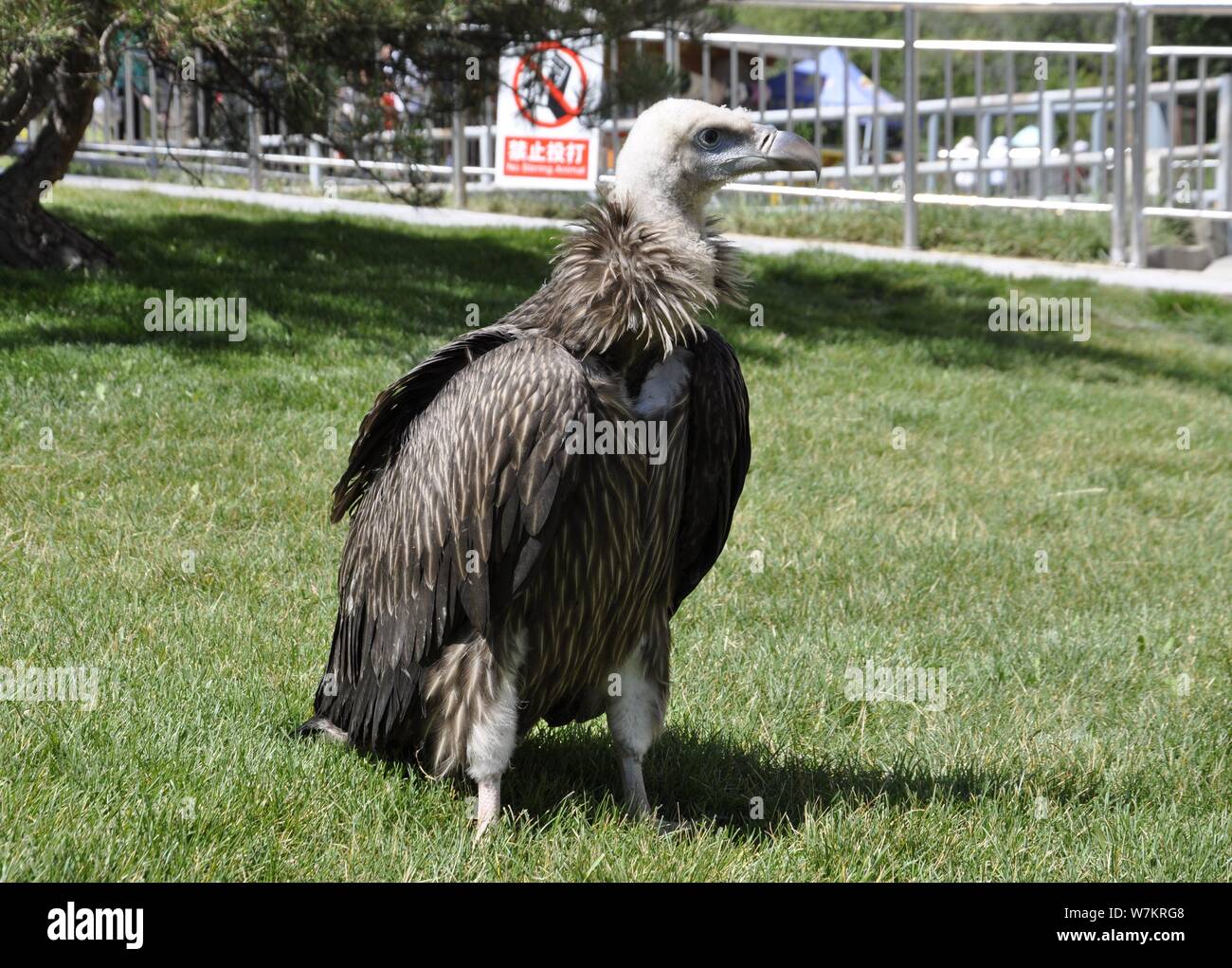 Cina il primo avvoltoio himalayano allevati in cattività si è visto all'Altopiano Qinghai-Tibet Zoo in Xining città, a nord-ovest della Cina di Provincia di Qinghai, 10 Augu Foto Stock