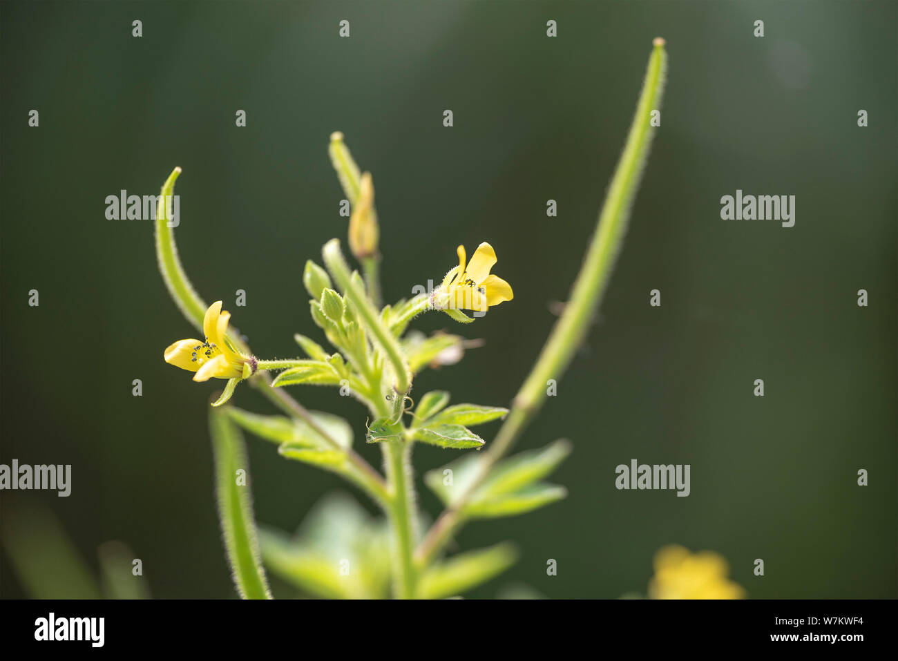 Impianto gynandra Gynandropsis close-up nella luce naturale. Thailandia. Foto Stock