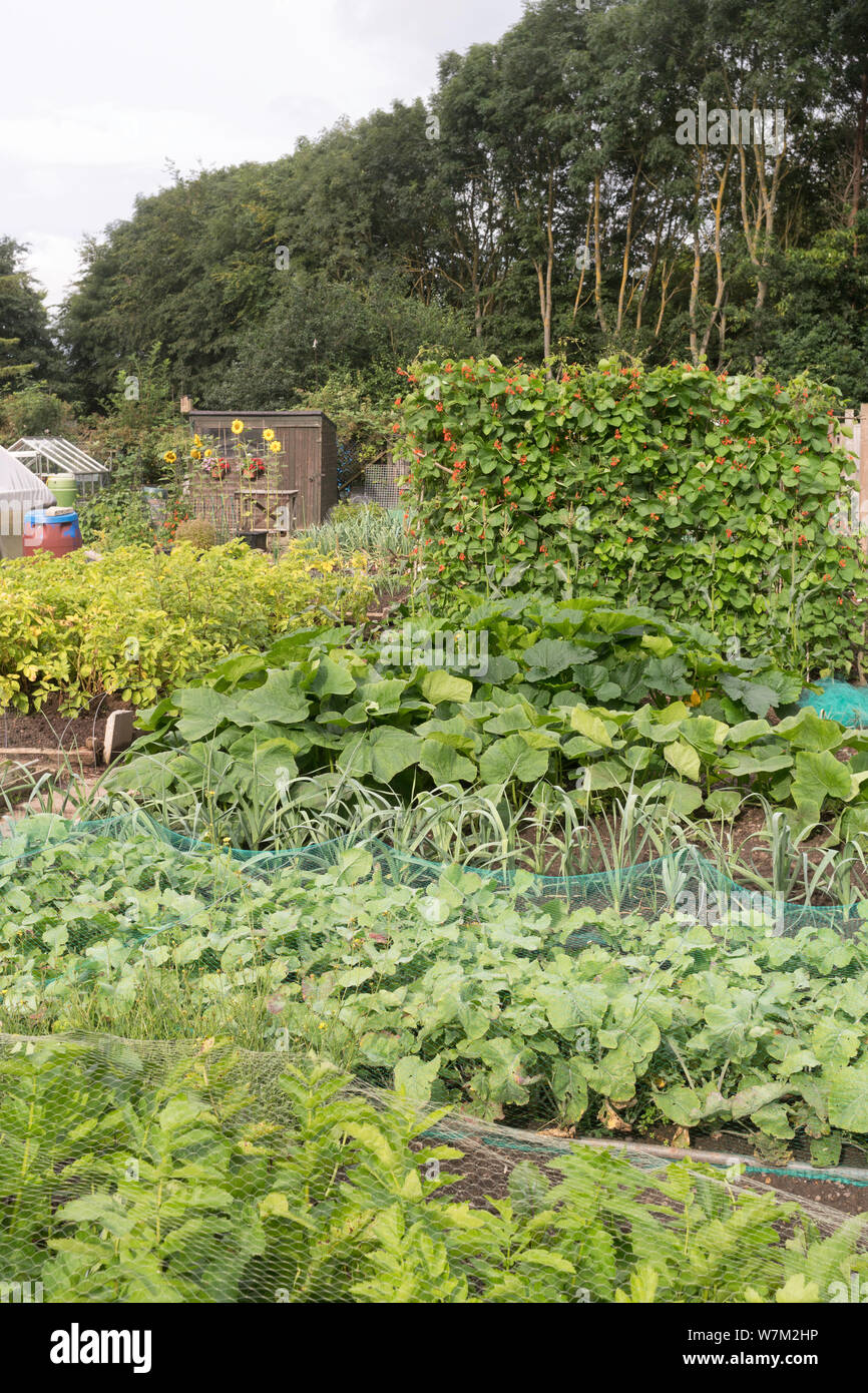 Un riparto giardino in estate, North East England, Regno Unito Foto Stock