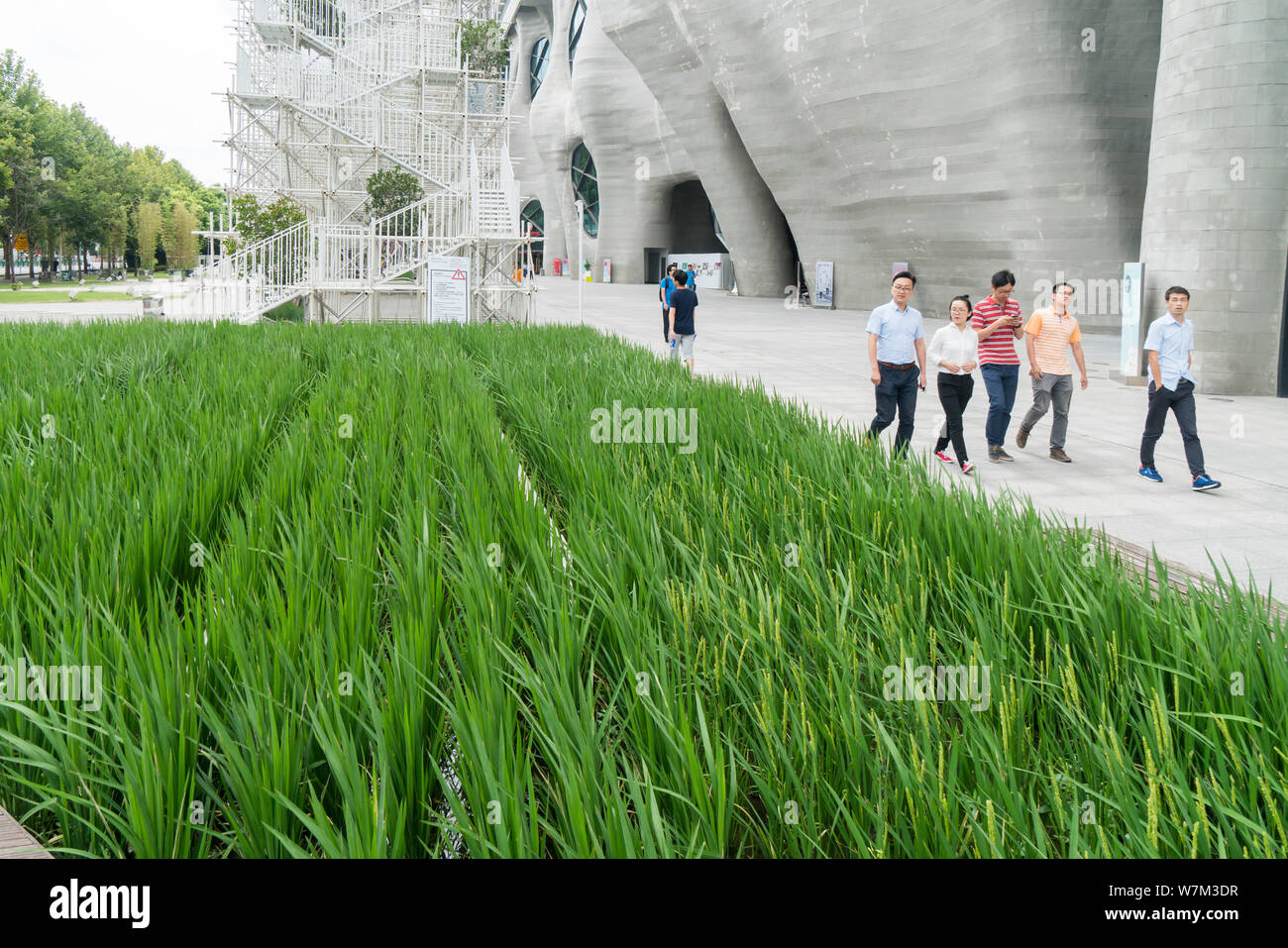 Vista di un risone girando di campo verde su un quadrato in Himalaya Center di Pudong New Area, Shanghai, Cina, 31 agosto 2017. Un campo di risone è stato tran Foto Stock