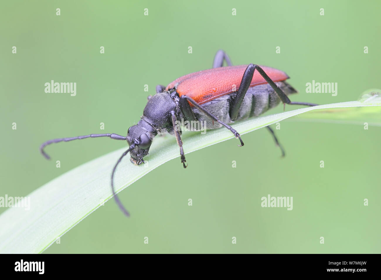 Anastrangalia sanguinolenta, una specie di fiori di Longhorn coleotteri appartenenti alla famiglia Cerambycidae Foto Stock