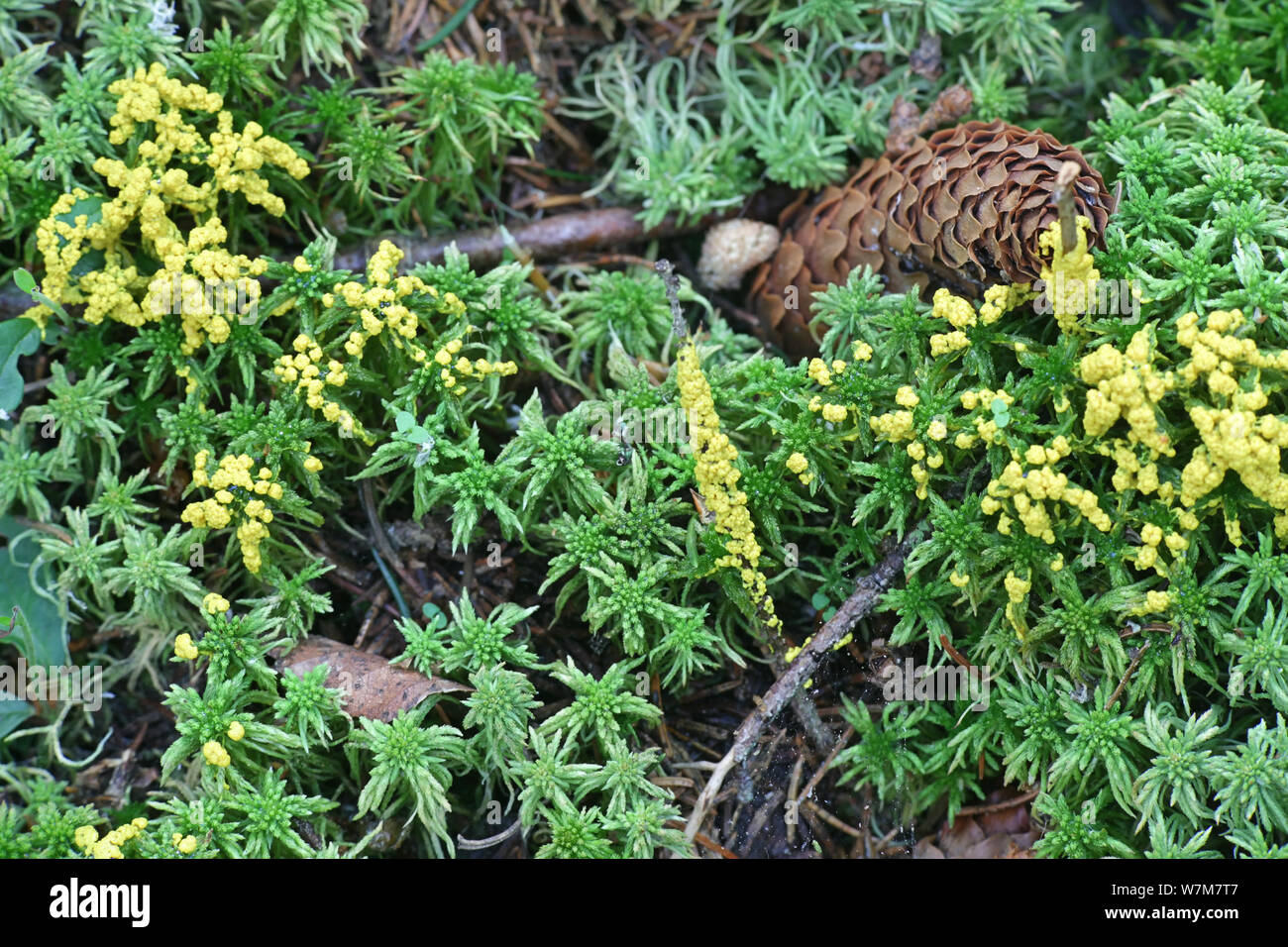 Physarum virescens, colore giallo brillante slime stampo dalla Finlandia Foto Stock