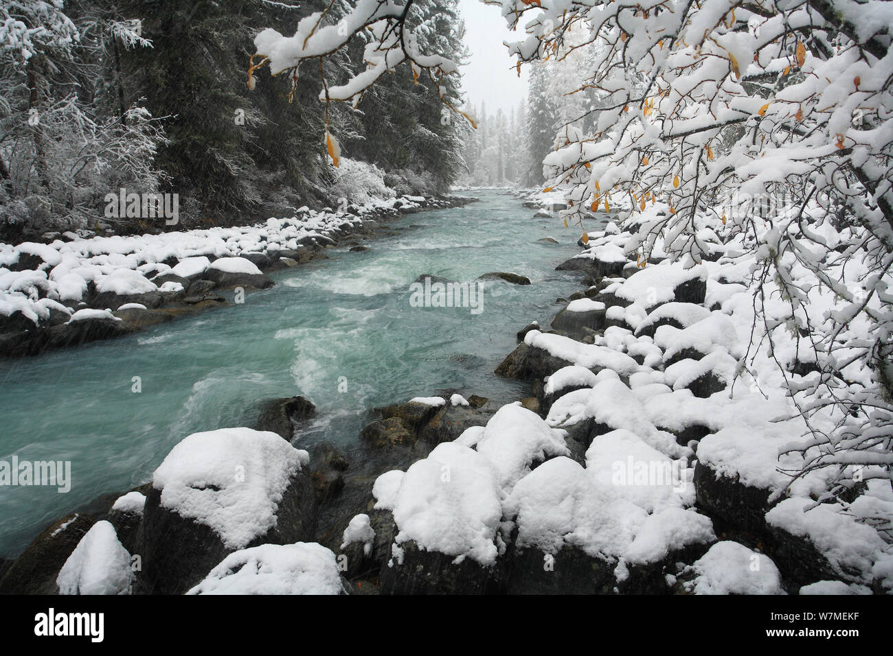 Inverno russo nelle montagne di Altai, gorge valle del fiume Kucherla, famosa per il suo aspetto lattiginoso blu-verdi acque con rivierasche scura foresta siberiana di abete rosso (Picea obovata) Siberian fir (Abies sibirica) e larice siberiano (Larus sibirica) Mt.Belukha Natura Park, il sud-ovest della Siberia, Russia, ottobre 2010. Foto Stock