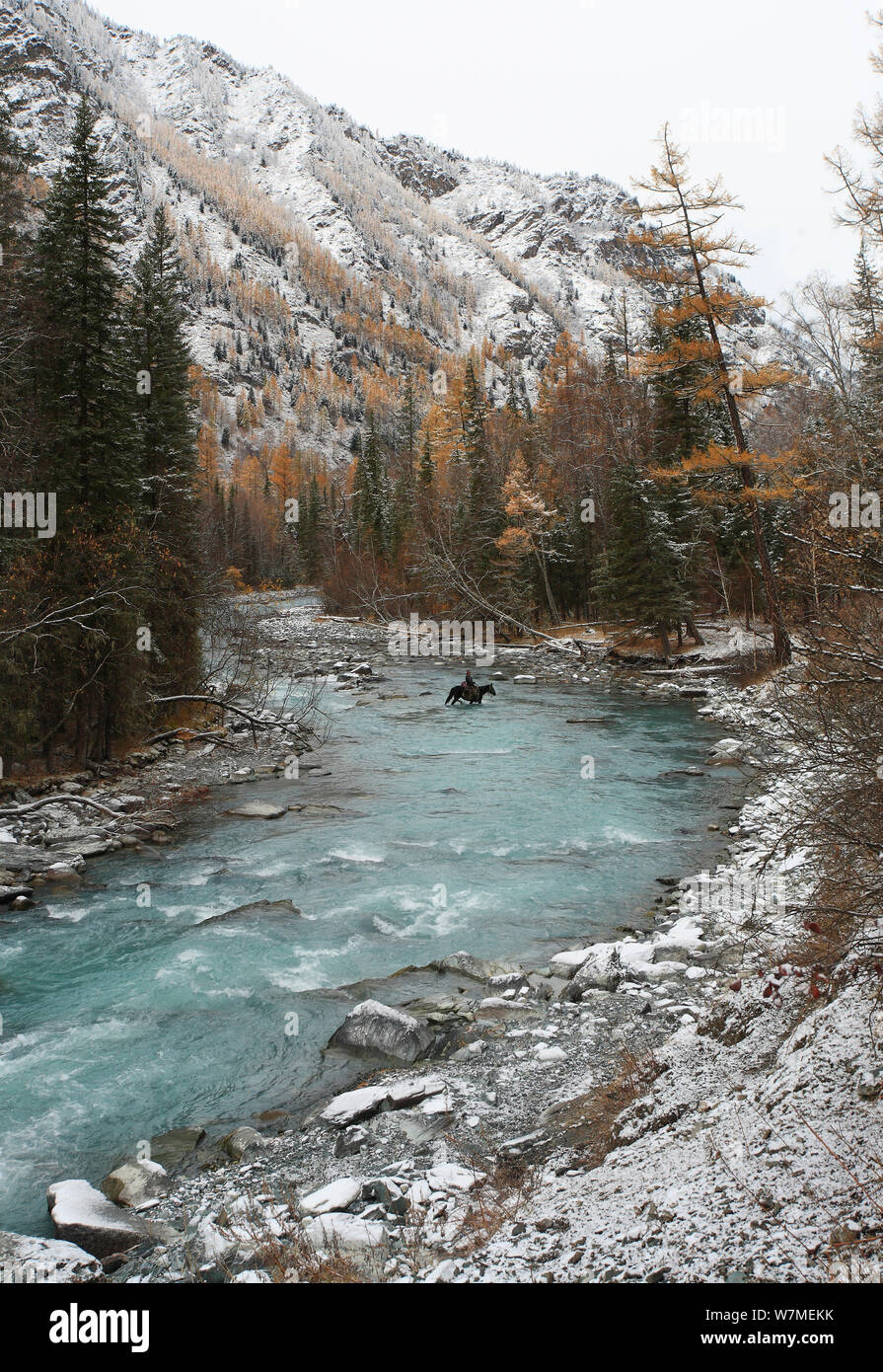 Fiume Kucherla locale con un uomo a cavallo attraversando il montane Altai fiume, che scorre nella parte inferiore della gola profonda attraverso il bosco ripariale con siberiano abete (picea obovata) e abete siberiano (Abies sibirica) Mt.Belukha Natura Park , la catena di Katunsky di Altai MTS, il sud-ovest della Siberia, Russia, ottobre 2010. Foto Stock
