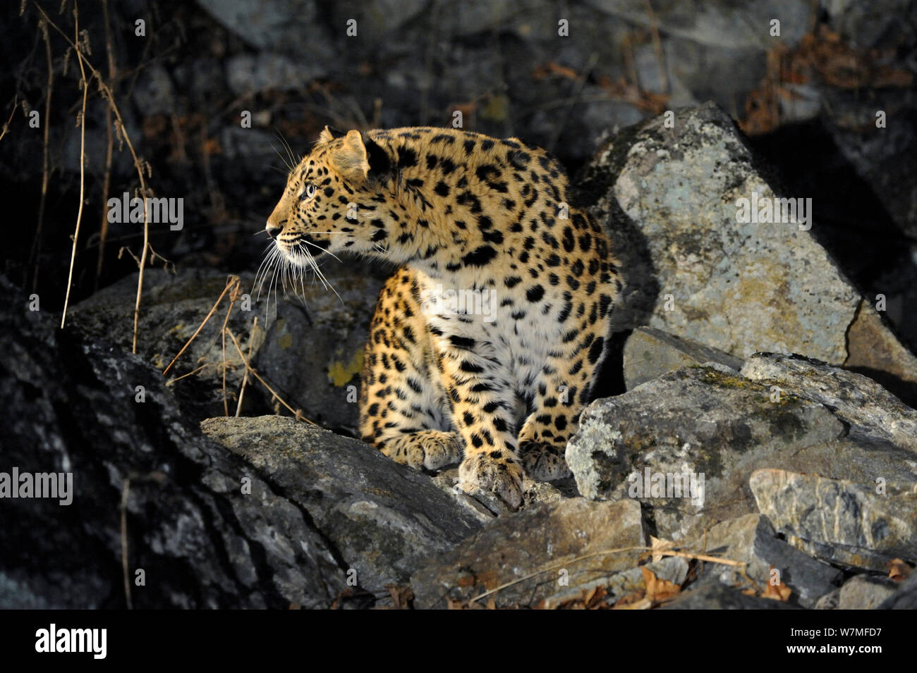 Femmina selvatici Amur leopard (Panthera pardus orientalis) sulla collina rocciosa, Kedrovaya Pad riserva, Primorsky Krai, estremo oriente russo, gennaio. In modo critico le specie in via di estinzione Foto Stock