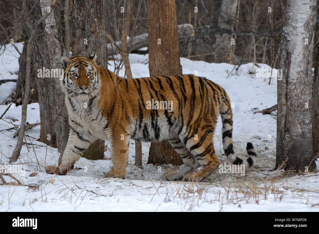 Siberiano selvatici / tigre di Amur (Panthera tigris altaica) nei boschi, vicino al fiume Perekatnaj, regione Lazovskyi, Primorskyi krai, Estremo Oriente Russo, febbraio. Specie in via di estinzione Foto Stock