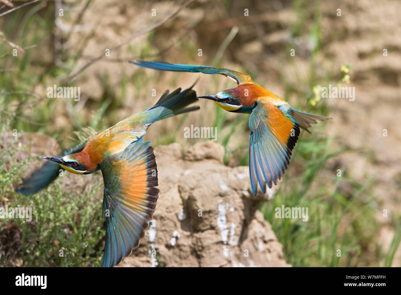 Unione gruccioni (Merops apiaster) coppia in volo, Bulgaria, può Foto Stock