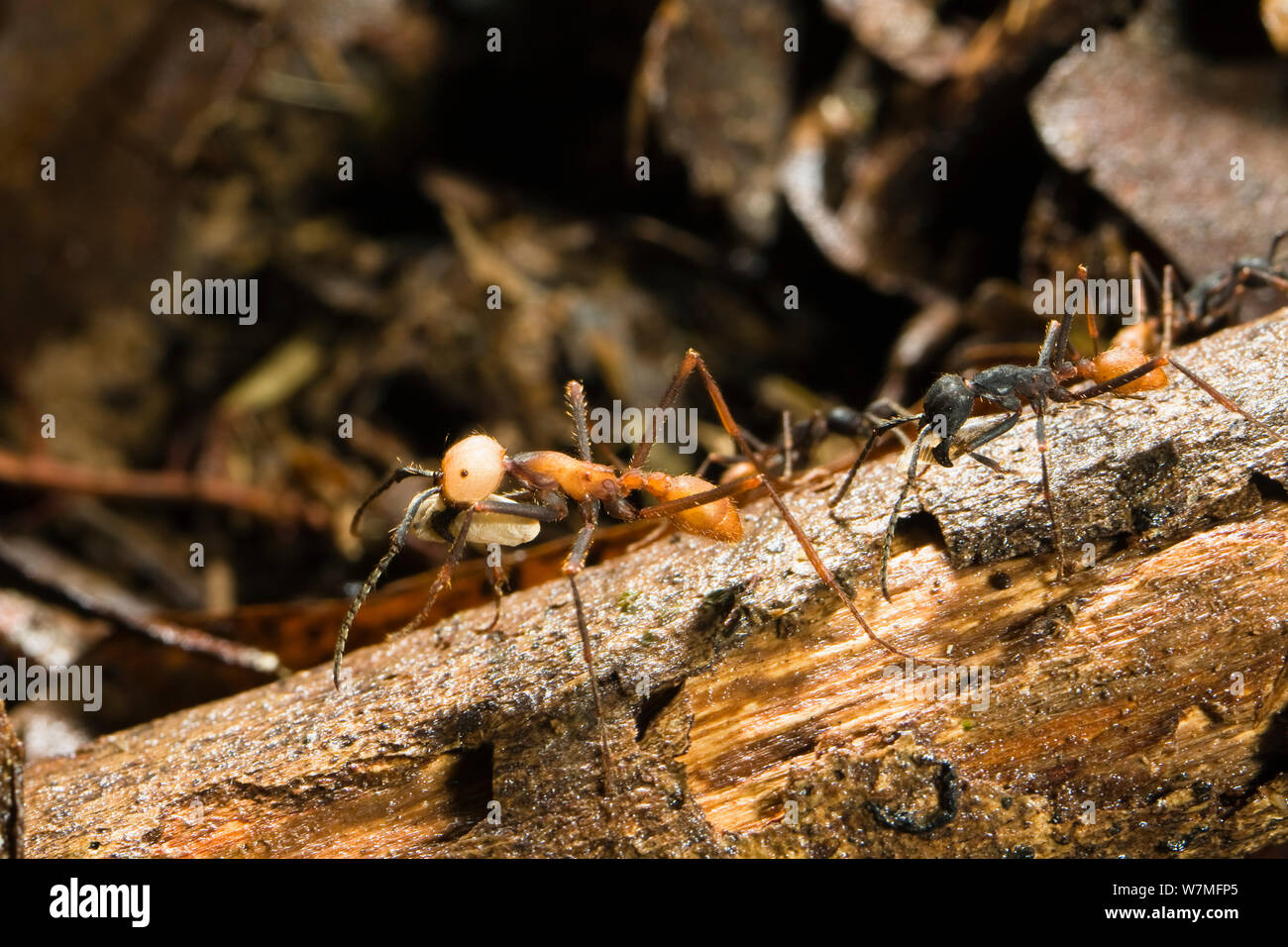 Esercito di formiche, submajor e lavoratore (Eciton burchellii) La Selva nella foresta pluviale, Costa Rica Foto Stock