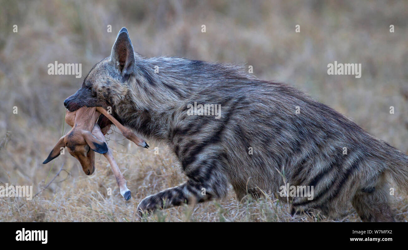 Striped iena (Hyaena hyaena) muovendo rapidamente attraverso l'erba lunga con la sua uccisione di un bambino Impala (Aepyceros melampus) Kenya Foto Stock